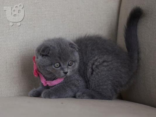 PoulaTo: Εκπληκτική Scottish Fold Tica Kitten Ready